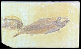 Detailed, Knightia Fossil Fish - Wyoming #50584-1